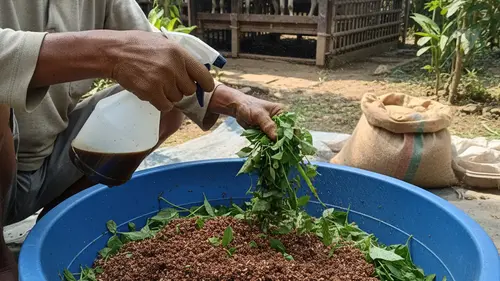 Cara fermentasi pakan kambing menggunakan rumput dan bahan pakan hijauan dalam wadah tertutup.