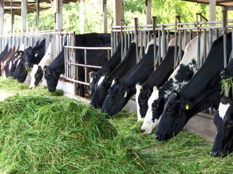 Berbagai jenis rumput pakan ternak yang tumbuh hijau dan cocok sebagai sumber hijauan bernutrisi.