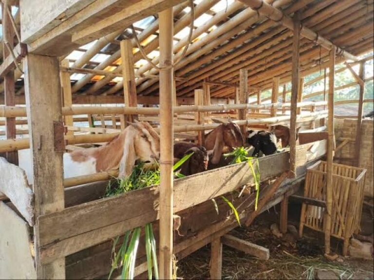 Cara Ternak Kambing Modern Yang Mudah Dilakukan