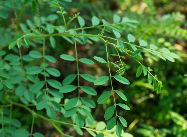 Cara Menanam Indigofera Yang Baik dan Benar