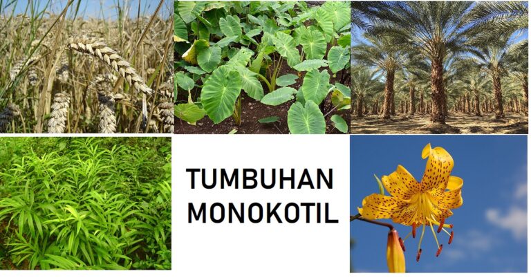 Contoh Tumbuhan Monokotil Yang Mudah Kita Jumpai