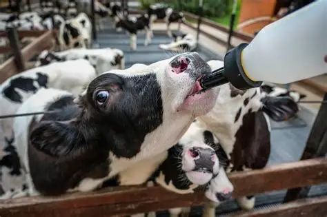 Cara Merawat Anak Sapi Agar Cepat Besar Dan Mudah