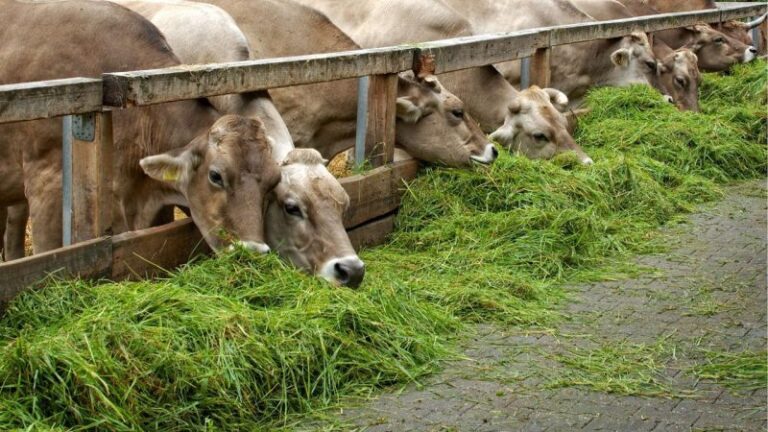Fermentasi Rumput Segar Yang Cocok Untuk Hewan Ternak