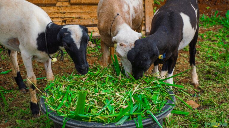 Kebutuhan Pakan Kambing Per Hari