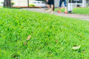 macam macam rumput
