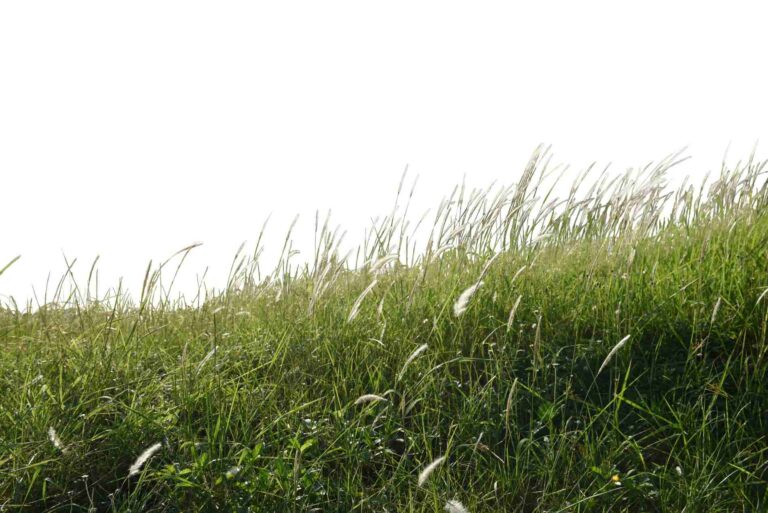 cara menghilangkan rumput liar