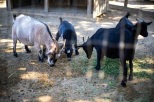 jenis pakan kambing