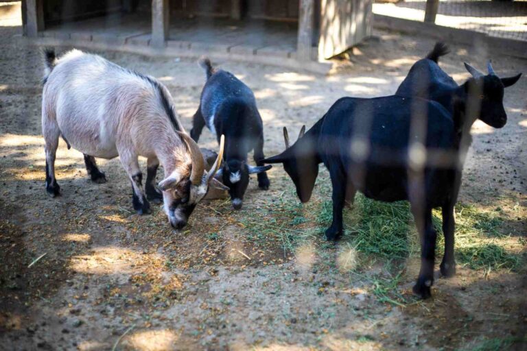 jenis pakan kambing
