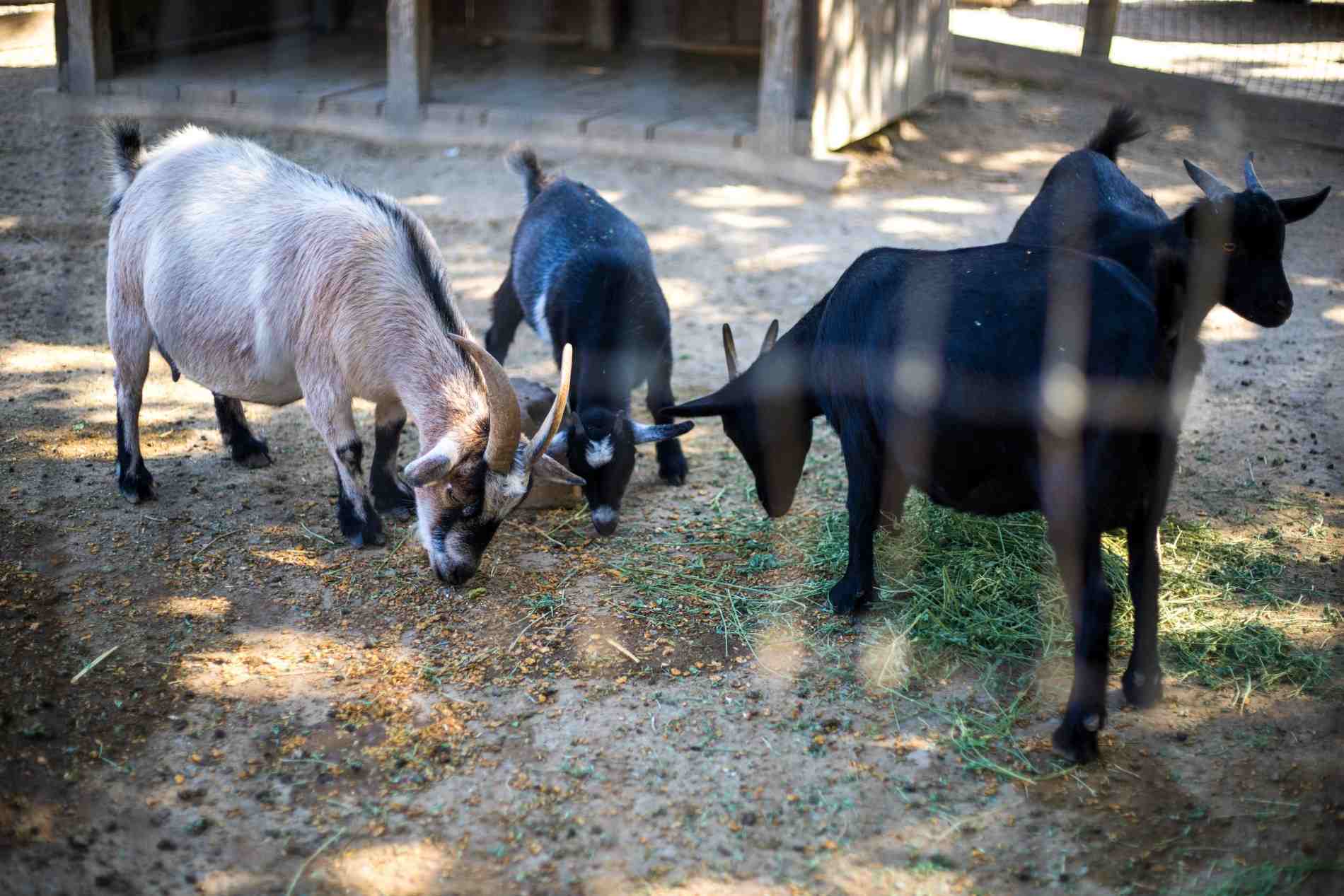 jenis pakan kambing
