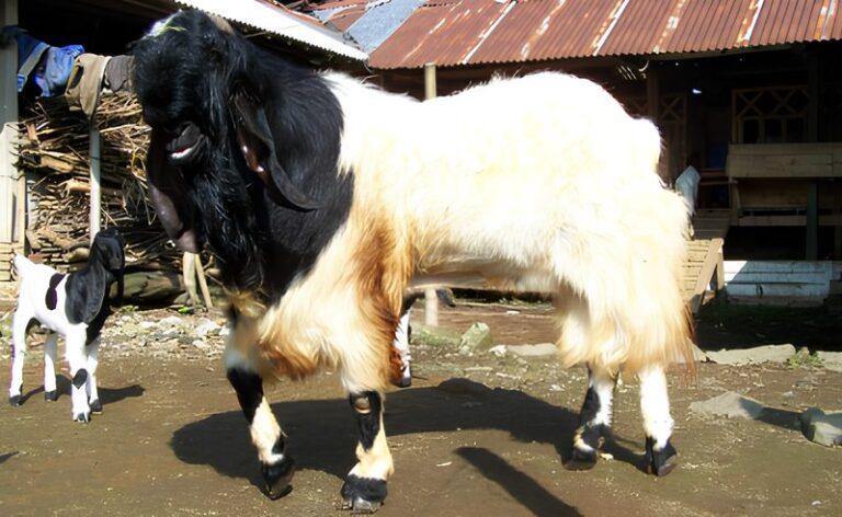 budidaya kambing etawa