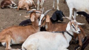 Cara Ternak Kambing