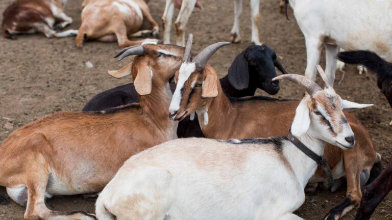 Cara Ternak Kambing