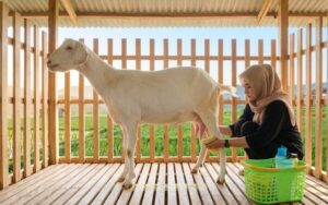 Budidaya kambing Jawa modern dengan kandang bersih dan pemberian pakan yang teratur.
