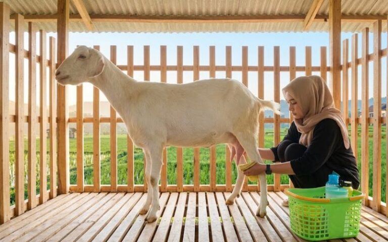 Budidaya kambing Jawa modern dengan kandang bersih dan pemberian pakan yang teratur.