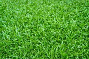 cara menanam rumput gajah mini