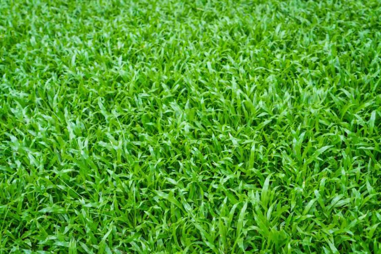 cara menanam rumput gajah mini
