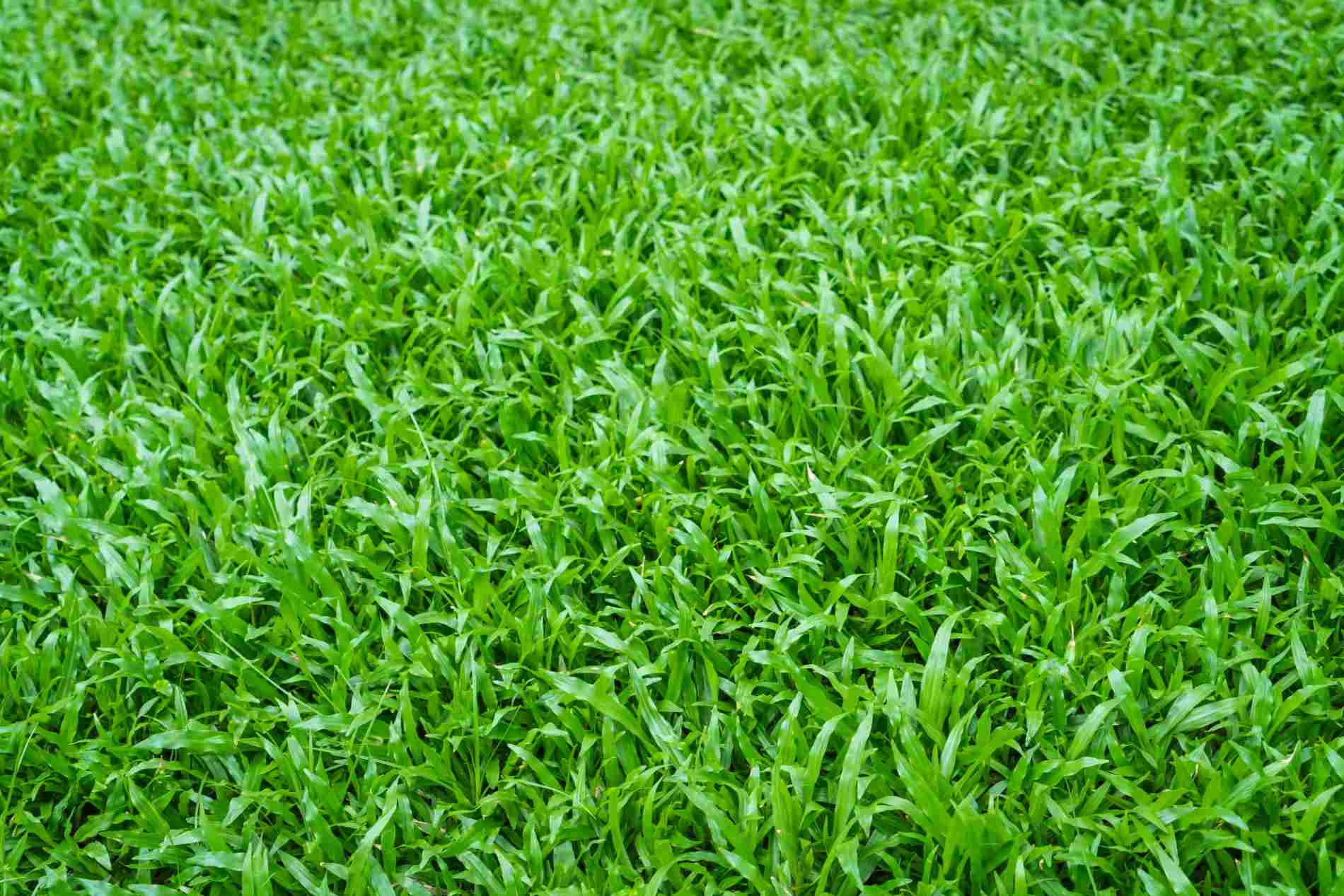 cara menanam rumput gajah mini