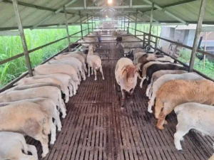 Cara penggemukan kambing dengan pemberian pakan bergizi dan perawatan rutin.