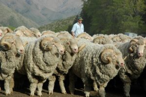 Merino