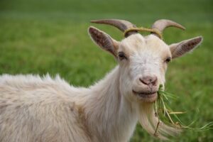 Cara Merawat Kambing