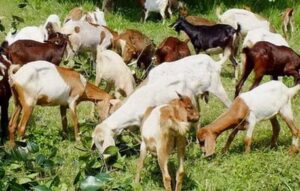Makanan Kambing Selain Rumput