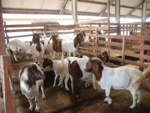 Kambing