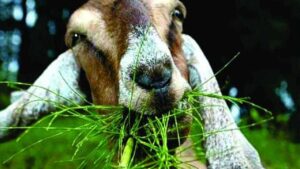 Makanan Kambing