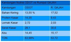 Nutrisi Rumput Odot
