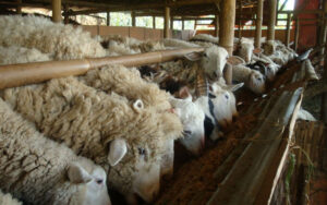 cara buat pakan kambing dari jerami