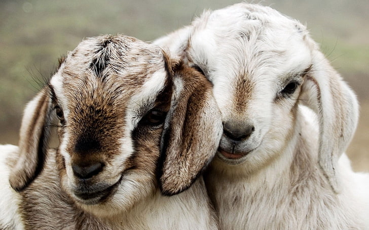 cara berternak kambing bagi pemula
