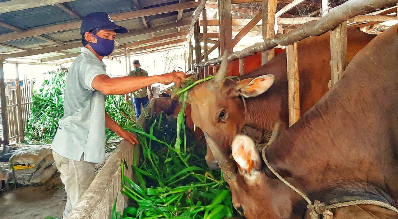 cara membuat pakan sapi orgaik