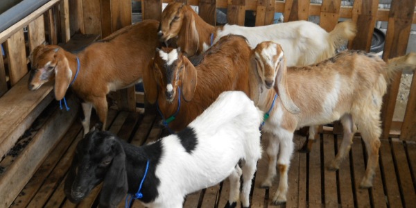cara beternak kambing bagi pemula