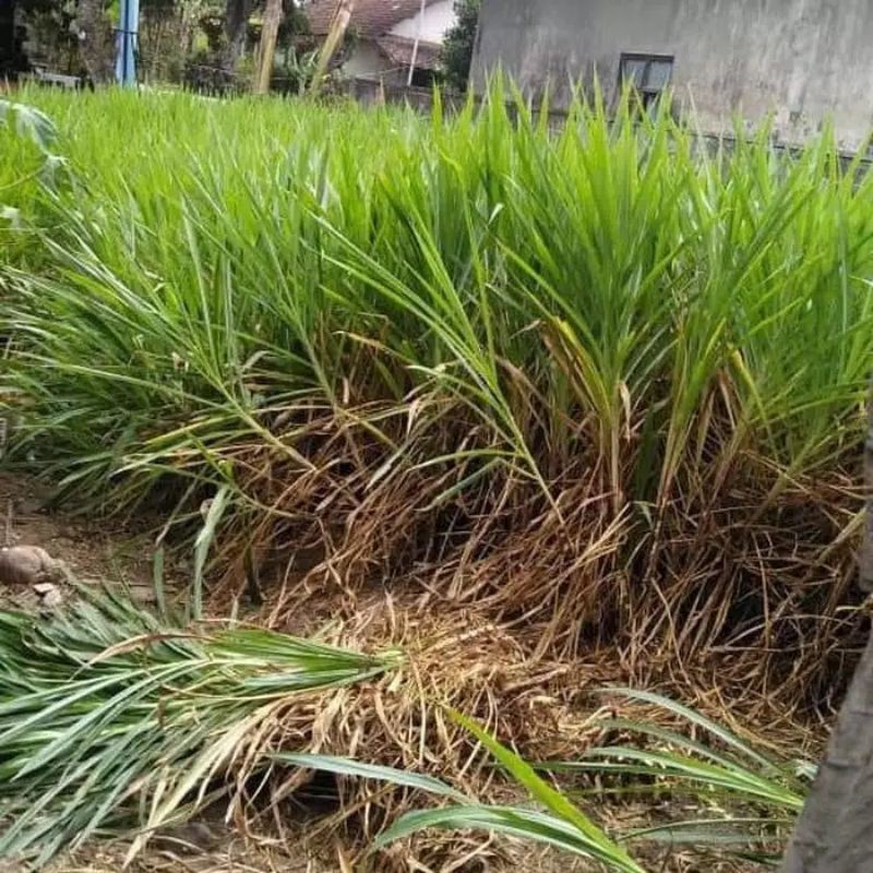 Jenis Rumput Pakan Kambing