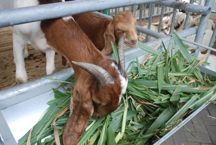Jenis Rumput Pakan Kambing