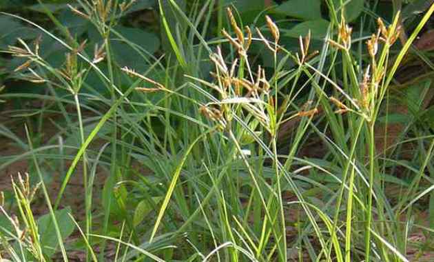 Cara Mengolah Rumput Paragis
