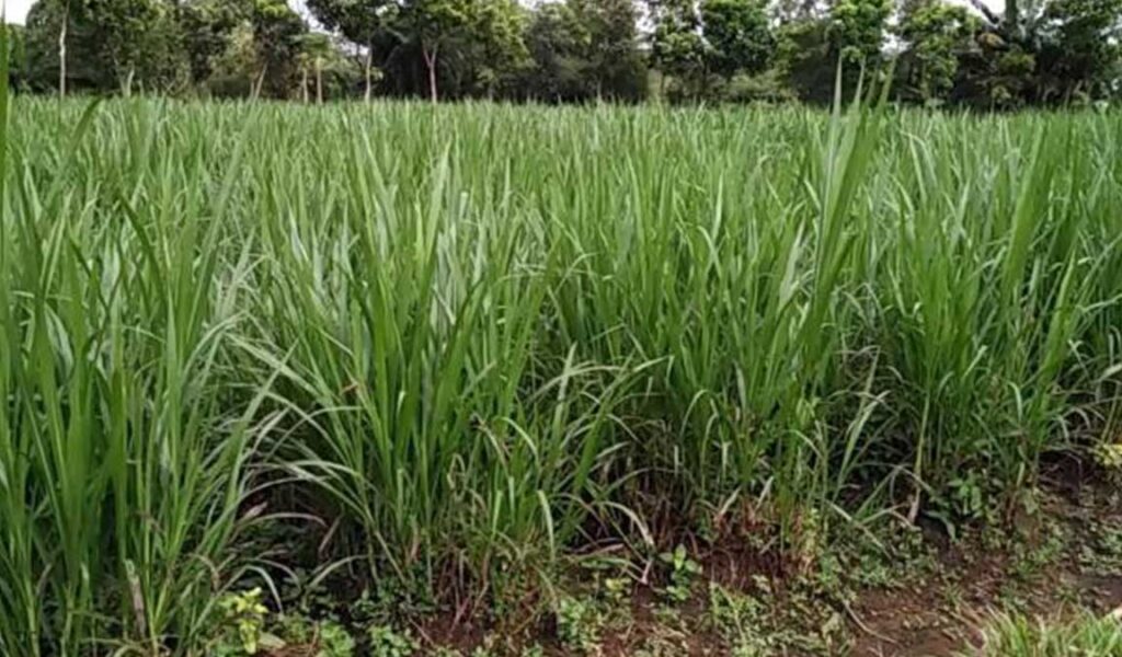 Jenis Rumput Pakan Kambing