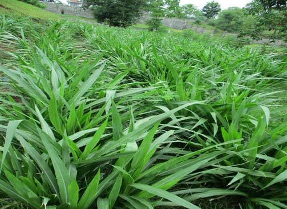 Jenis Rumput Pakan Kambing