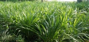 Jenis Rumput Pakan Kambing