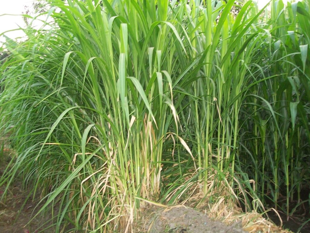 Jenis Pakan Rumput Kambing