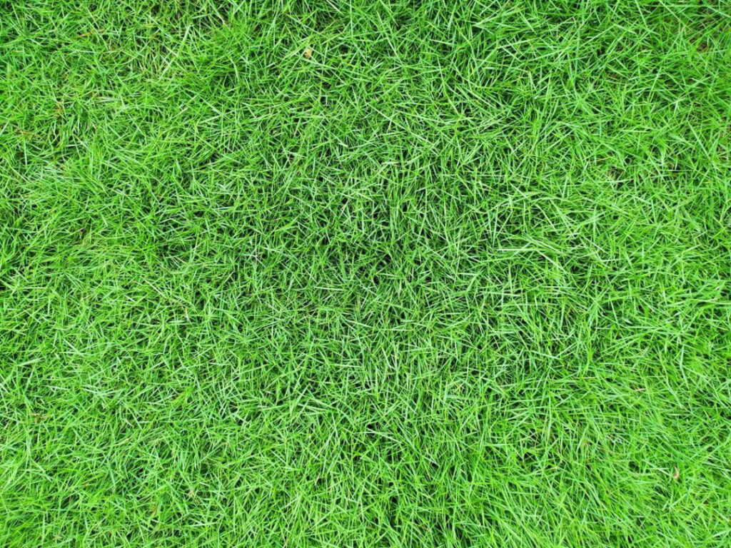 jenis rumput sawh