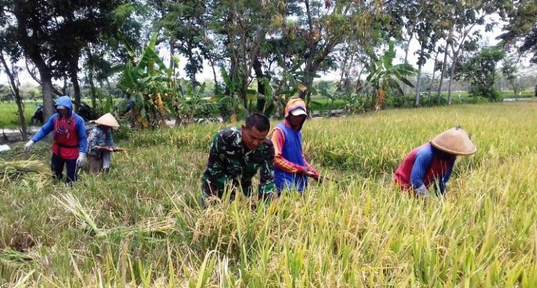 Jenis rumput sawah 