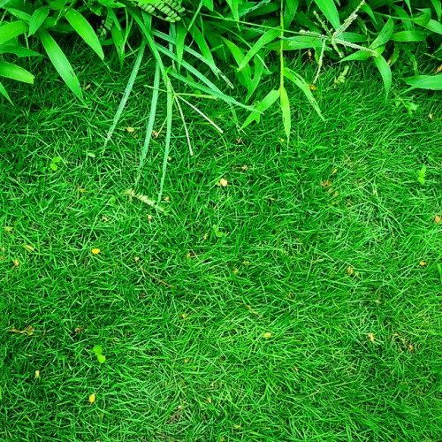cara membersihkan rumput sintesis