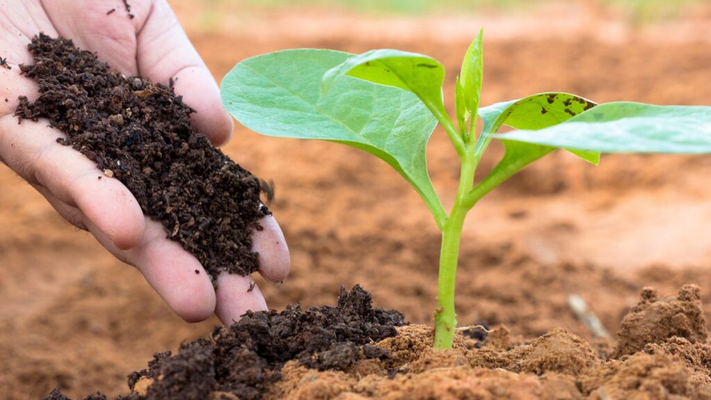 cara membuat pupuk kompos dari rumput liar