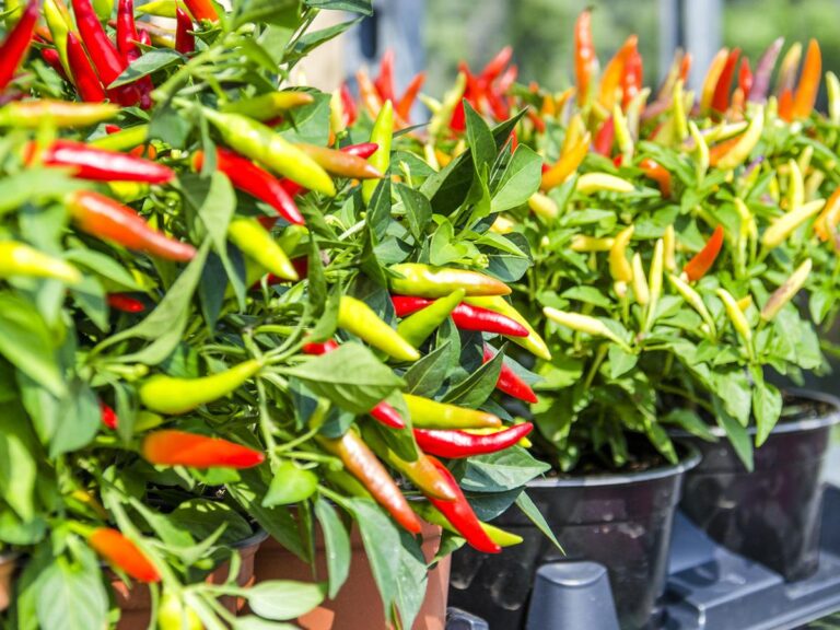 cara membuat pupuk organik cair untuk cabe rawit