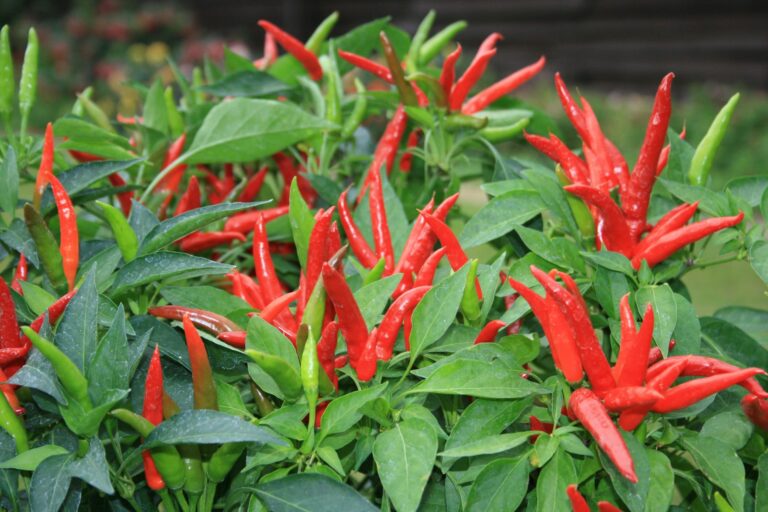 pupuk alami penyubur tanaman cabe