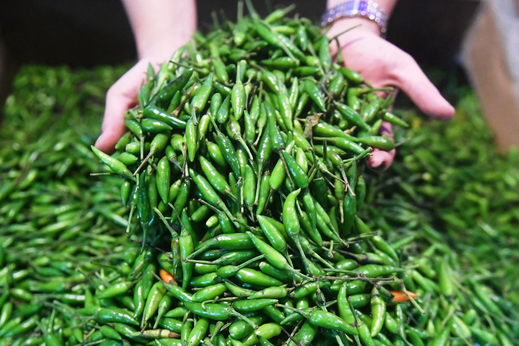 cara membuat pupuk organik cair untuk cabe rawit