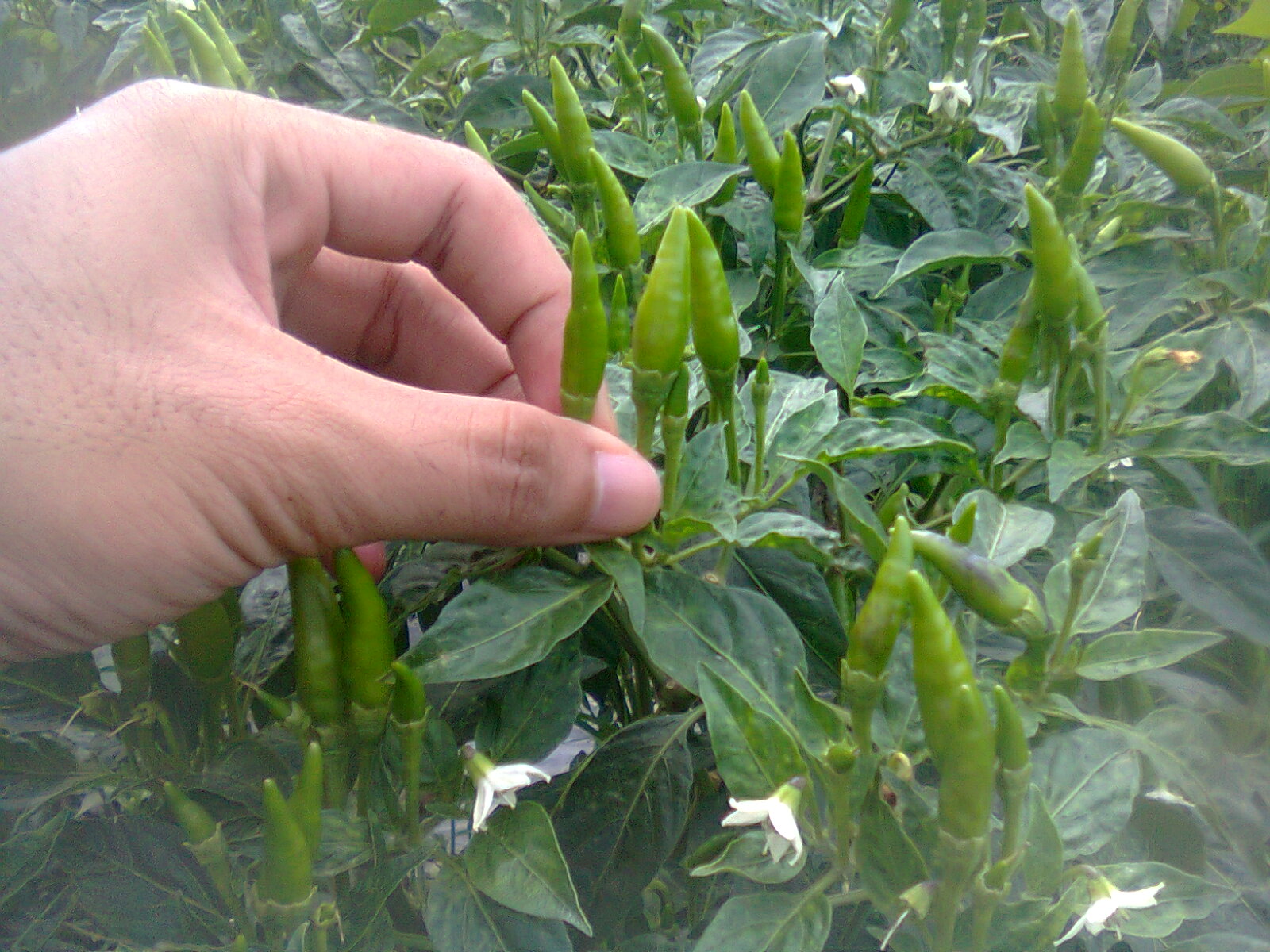 pupuk alami penyubur tanaman cabe