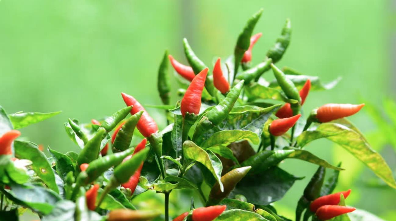 cara membuat pupuk organik cair untuk cabe rawit