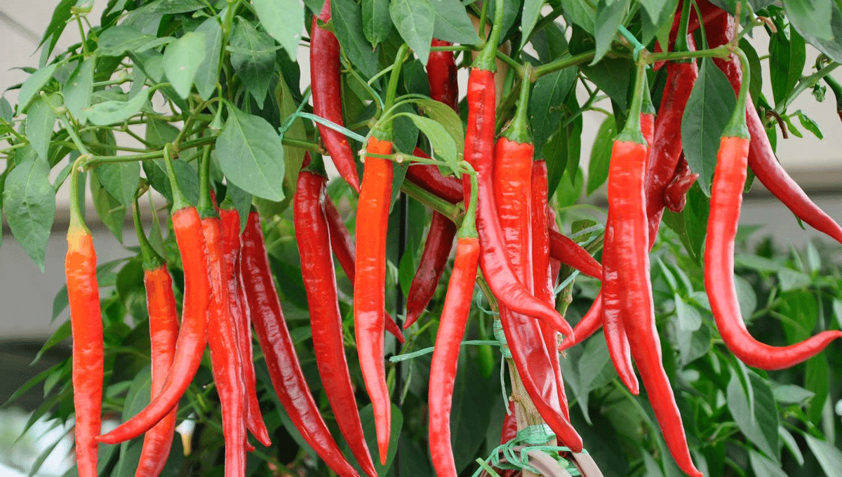 pupuk alami penyubur tanaman cabe