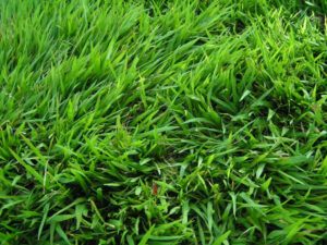 cara membuat kompos dari rumput